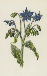 Borage (chromolitho)