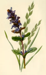 Bugle & Tall Fescue Grass, 1877.