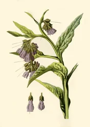 Comfrey, 1877.