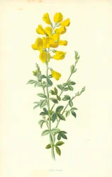 Cytisus
