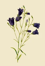 Harebell, 1877.