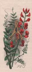 Bogstav A, drop cap-bogstav, akvarelgravering, cm 10x5, af Frederick Edward Hulme (1841-1909) fra The familiar Garden Flower, ca. 1880