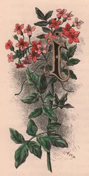 Bogstav I, drop cap letter, akvarelgravering, cm 10x5, af Frederick Edward Hulme (1841-1909) fra The familiar Garden Flower, ca. 1880