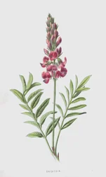 Sainfoin (chromolitho)