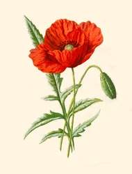 Scarlet Poppy, 1877.