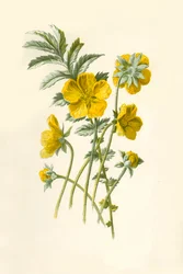 Sølv-Ukrudt, 1877.