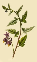 Træagtig natskygge, 1877