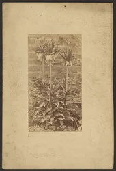 [Plant]