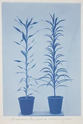 Draconas Sunderii et rubia elogans, slutningen af det 19.-begyndelsen af det 20. århundrede (cyanotype på cremevævet papir)