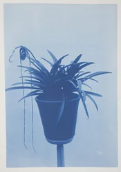Uden titel, slutningen af det 19.-begyndelsen af det 20. århundrede (cyanotype på cremevævet papir)