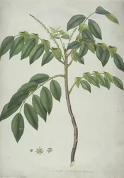 Brucea Antidysenterica, 1777 (wc og f.Kr. over grafit på vellum)
