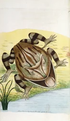 Hornet frø