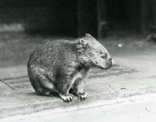 En barnæset/almindelig/grovhåret wombat siddende på jorden i London Zoo i 1929 (s/h-billede)