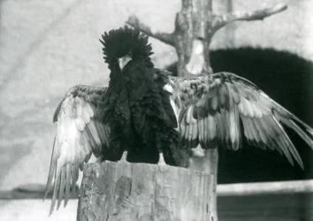 En Bateleur Eagle står på en træstub og spreder sine vinger, London Zoo, 1925