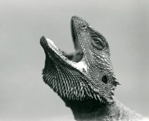 En skægget drage ser opad og måbende, London Zoo, august 1928 (s/h-foto)