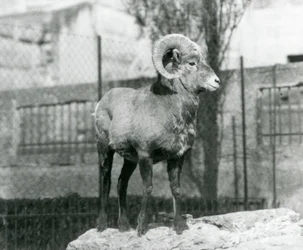 En amerikansk bighorn-vædder står på en klippe og ser ud over sin indhegning ved foden af Mappin Terraces, London Zoo. 1931