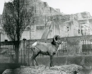 En Bighorn Sheep-vædder, der står på en klippe og kigger ud over hans indhegning ved foden af Mappin Terraces, London Zoo. 1931 (s/h-billede)