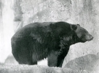 En sort bjørn stående i sit indhegning på Mappin Terraces i London Zoo i 1924