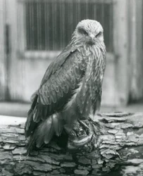 En sort glente, der hviler på en træstamme, London Zoo, august 1926