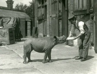 En kalv af sort næsehorn, der flaskefodres af sin vogter, London Zoo, september 1928