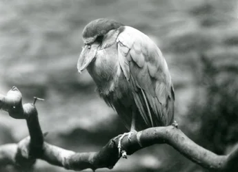 En bådnæbbet hejre, eller bådnæb, siddende på en gren i London Zoo, juni 1924