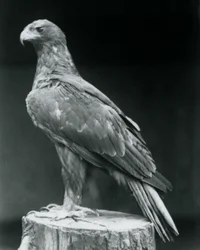 En støvlet ørn stående på en træstub i London Zoo i juni 1926
