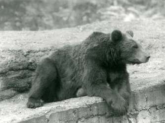 En brun bjørn hviler på en afsats i London Zoo i 1924