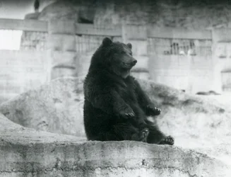 En brun bjørn, der sidder oppe i sin indhegning ved foden af Mappin Terraces i London Zoo, september 1921