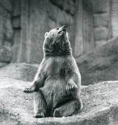 En brun bjørn sidder på en klippeside i London Zoo i september 1927
