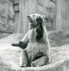 En brunbjørn sidder op på en klippekant og vifter med en af sine forpoter, London Zoo, september 1927