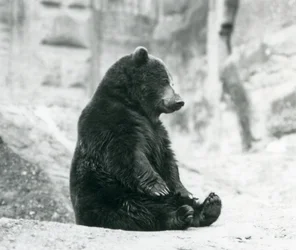 En brun bjørn, der sidder oppe på klipperne ved Mappin Terraces, London Zoo, juni 1928