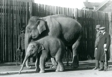 En burmesisk elefant og hendes kalv bliver taget en tur af deres vogter, mens to andre mænd ser på
