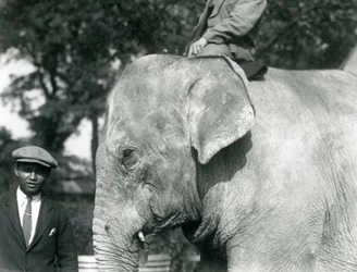 En burmesisk elefant med sin træner og en anden mand, London Zoo, september 1926