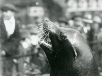 En californisk søløve i London Zoo, oktober 1924
