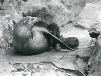En søløve fra Californien, der ammer sin en time gamle hvalp, London Zoo, juli 1925