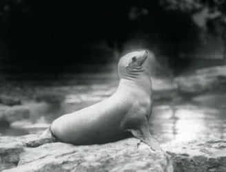 En californisk søløve, der sidder på en sten ved siden af sin pool, London Zoo, september 1925
