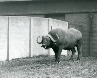 En kap/afrikansk bøfeltyr stående på bar jord ved siden af betonvæggen i dens indhegning i London Zoo i 1928 (s/h foto)