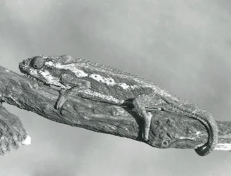 En Cape Dwarf Kamæleon, der holder fast i en gren, London Zoo, 1927