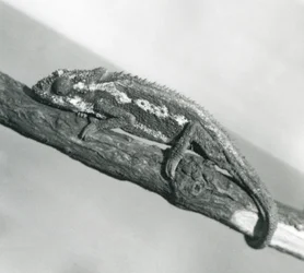 En Cape Dwarf Kamæleon, der holder fast i en gren, London Zoo, 1927