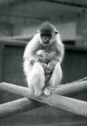 En Capped Langur holder baby, mens han sidder på en bjælke. London Zoo, 6. oktober 1913