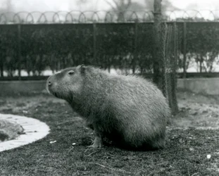 En Capybara siddende i sin indhegning i London Zoo i august 1927