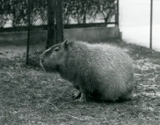 En Capybara, der sidder i sin indhegning i London Zoo i juni 1927