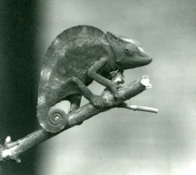 En kamæleon, der holder fast i enden af en filial, London Zoo, 1927