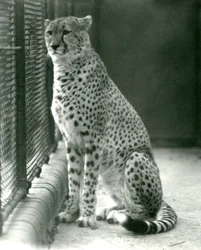 En geparden sidder i sit indhegnede område i London Zoo, oktober 1924