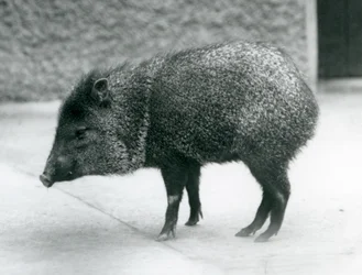 En halsbåndsspejder i London Zoo, 1927