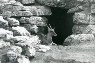En almindelig eland hviler i indgangen til sit husly blandt klipperne i Eland/Antelope Paddock, London Zoo i 1929 (s/h foto)
