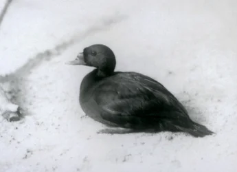 En sortand i London Zoo i 1925