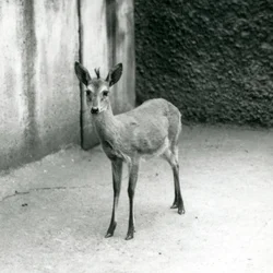 En kronet Sahel-vestafrikansk Bush Duiker i London Zoo i august 1927