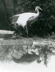 En Demoiselle Crane stående, på et ben, med sin spejllignende refleksion i poolen nedenfor, London Zoo