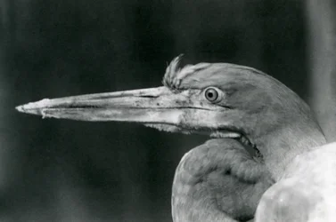 En goliathhejre i London Zoo i 1924